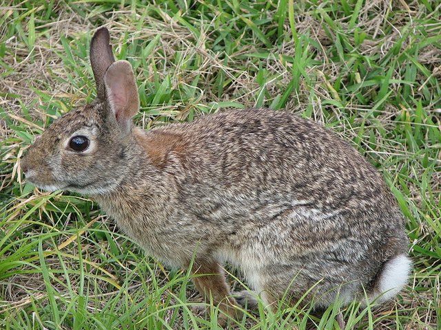 How to Raise Domestic San Juan & Cottontail Rabbits | Cuteness