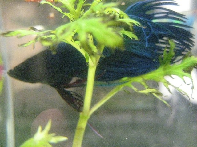 What Live Plants Do You Use With Beta Fish?