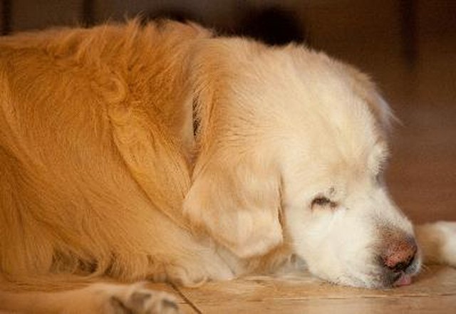 sleep dog