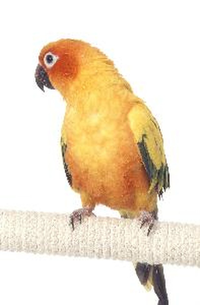 conure du soleil perché