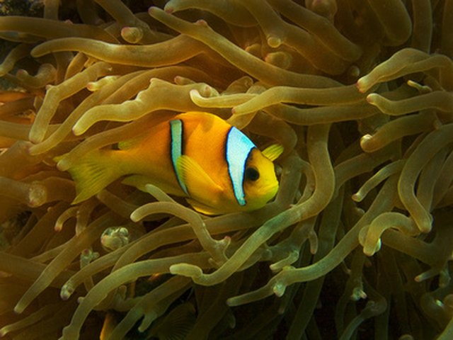 How to Tell If a Saltwater Clown Fish Is Pregnant | Cuteness