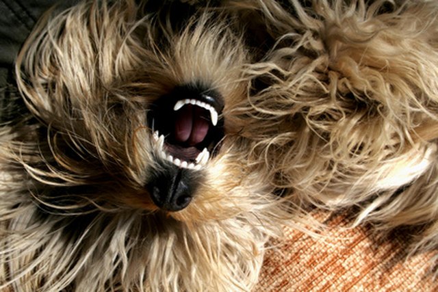 teeth