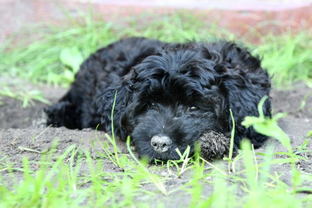 Black small poodle puppy