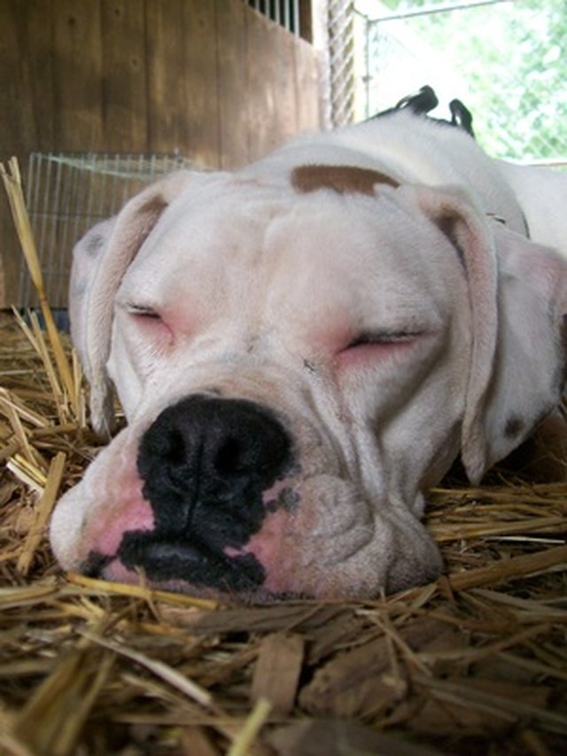 Sleeping Dog
