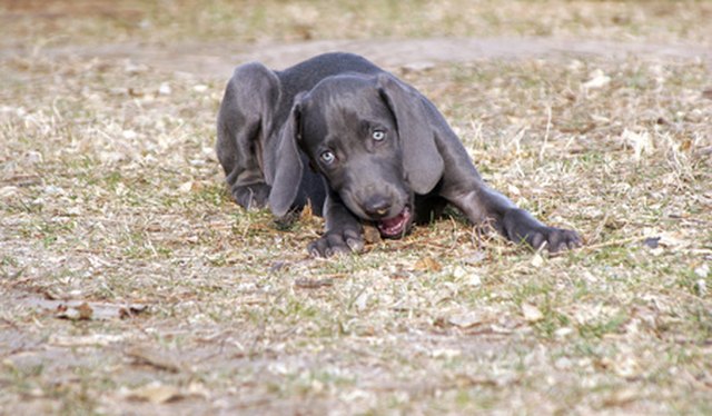 puppy