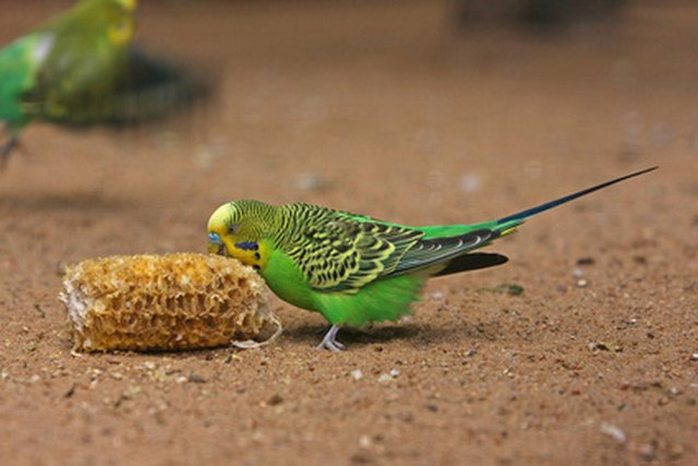 wild bird food for parakeets