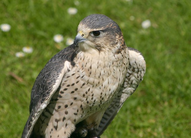 Life Cycle of Peregrine Falcons | Cuteness