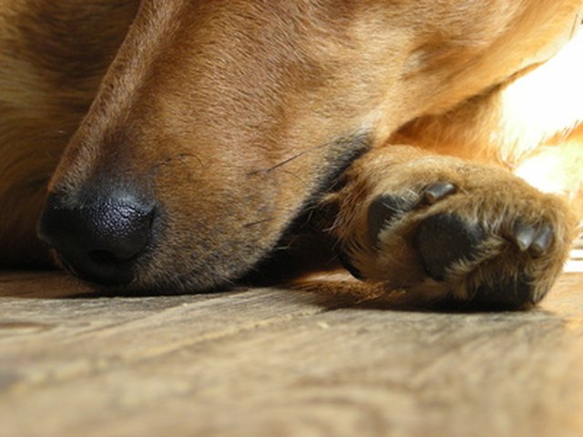Chien au repos sur le parquet