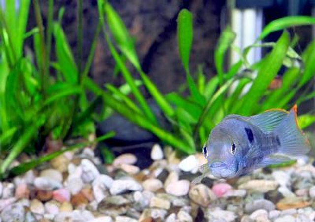 Aquarium Fish dwarf Cichlid(Apistogramma nijsseni