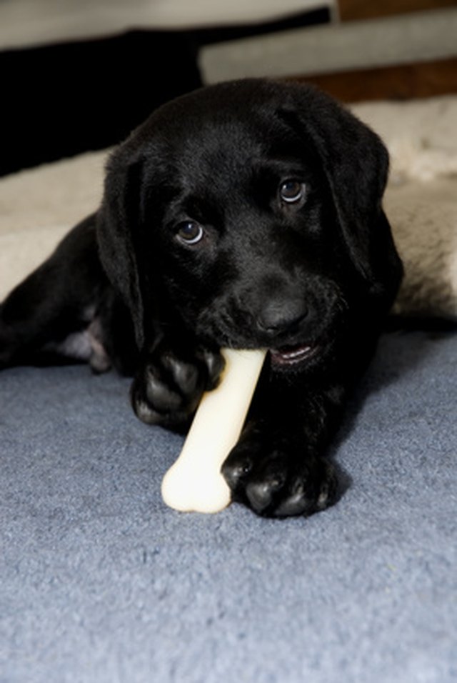 black labrador puppy chewing