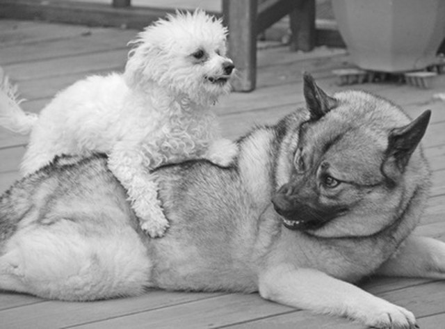 Dogs Play Fighting