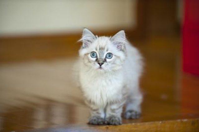 how-much-do-ragdoll-cats-cost-cuteness