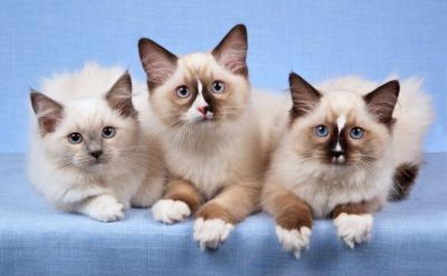 How Much Do Ragdoll Cats Cost? | Cuteness