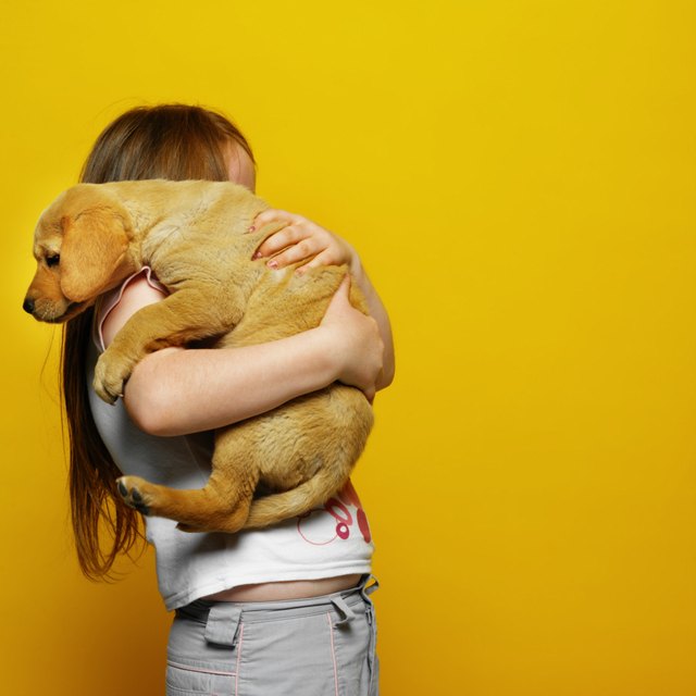side view of a girl (6-7) holding a Labrador puppy