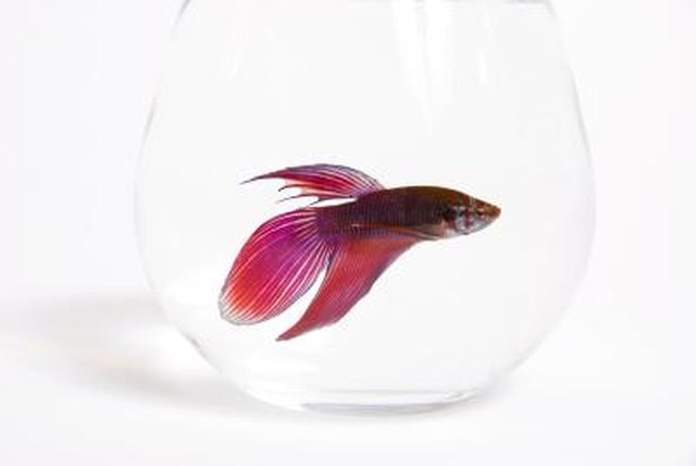 How to Tell if a Betta Fish is Pregnant | Cuteness