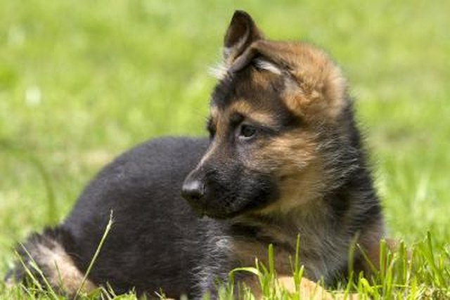 How to Find a Free German Shepherd Puppy for Adoption ...