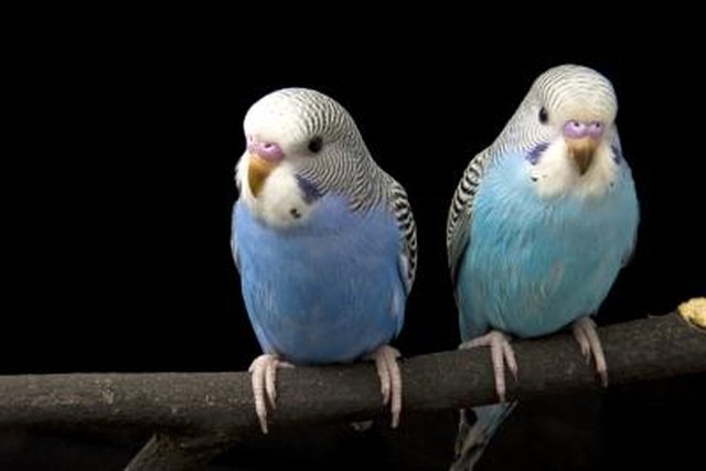 Male and female store parakeet