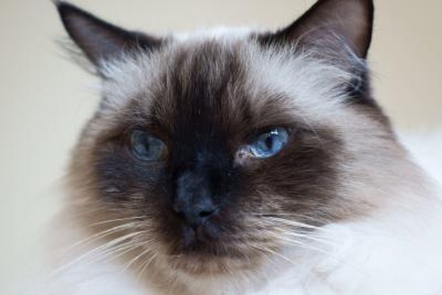 How Much Do Ragdoll Cats Cost? | Cuteness