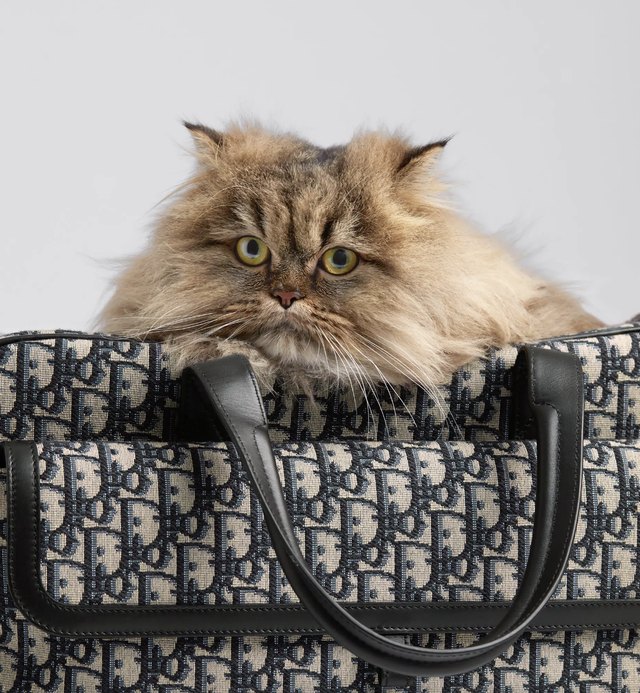 Top 20 ridiculously expensive pet gifts – Orange County Register
