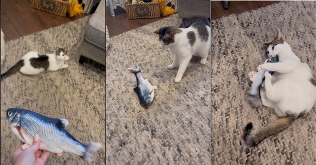 Robo Fish Toy: Where to Buy the Swimming Fish Cat Toy That's Trending on  TikTok