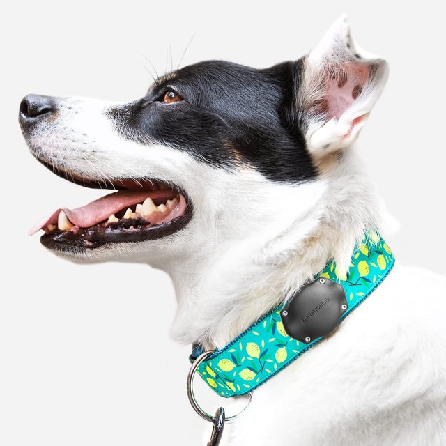 The Best Pet Collars and Holders for Apple AirTags | Cuteness