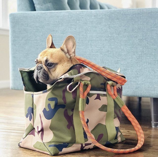 The Best Tote Bags for Dogs Cuteness