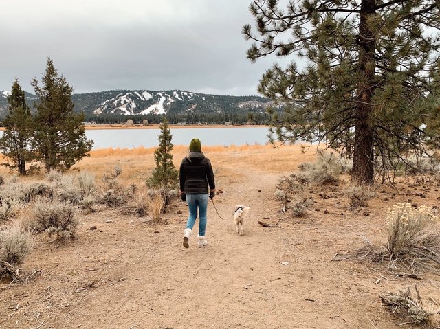 the-best-dog-friendly-big-bear-cabin-rentals-in-2023-cuteness