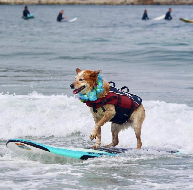 19 Dogs on Surf Adventures in The Ocean (& Kiddie Pools) | Cuteness