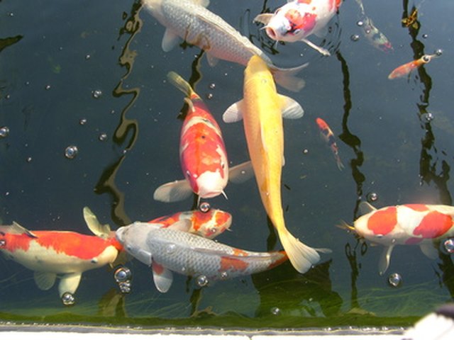 How to Tell If Your Koi Is Pregnant | Cuteness