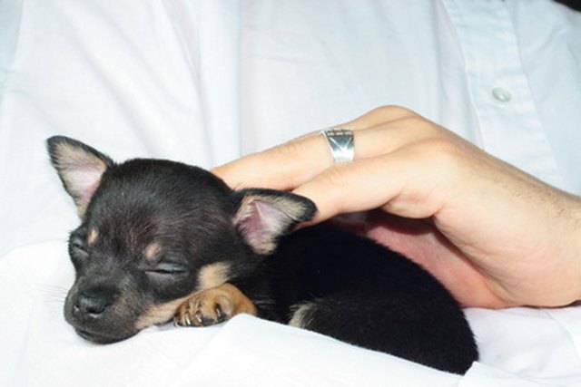 chihuahua teacup terrier