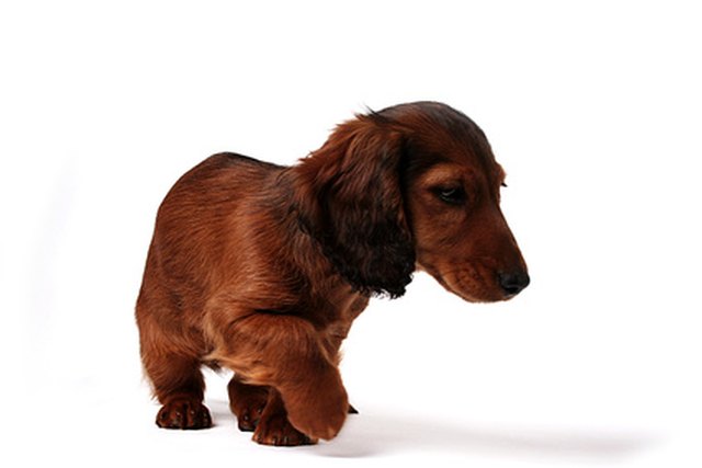 Remedy For A Dachshunds Dry Skin Cuteness