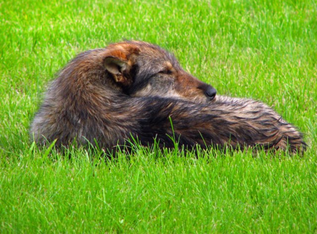 why-is-my-dog-s-skin-turning-black-under-her-leg-creases-cuteness