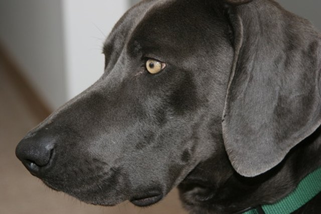 Home Remedies for Swollen Ears in Dogs | Cuteness