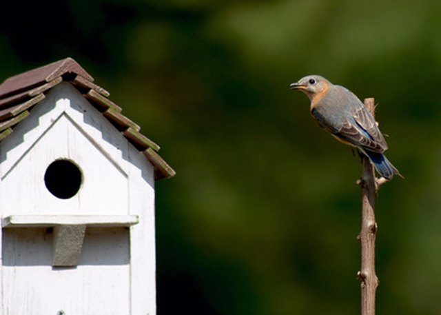 How Far Apart Should Bluebird Boxes Be