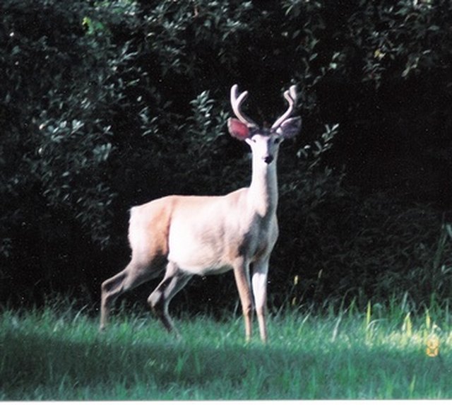 homemade-deer-food-plot-seed-mix-cuteness