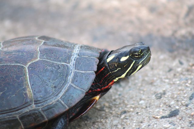 How to Tell the Age of a Painted Turtle | Cuteness