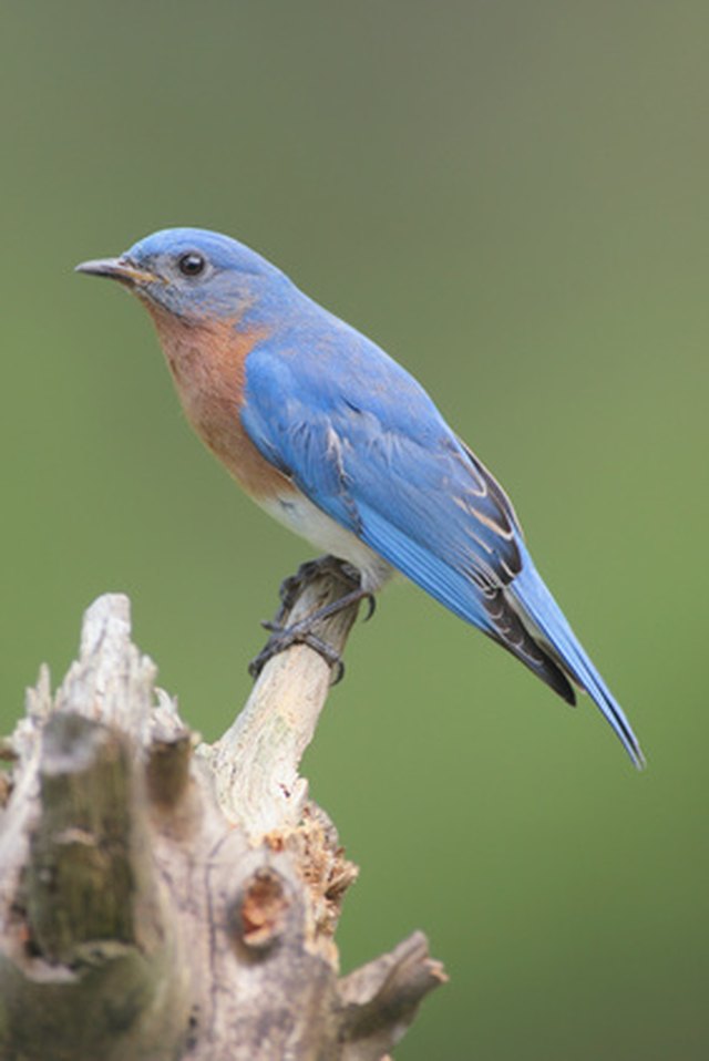 how-and-where-to-hang-bluebird-nesting-boxes-cuteness