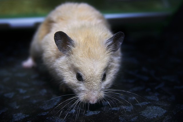 Can anyone tell me how to know when a hamster is getting close to passing  away? My sweet boy Freddy here is about 2 years old and I know their  lifespan isn't