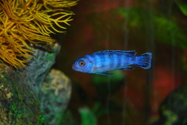 Electric Blue Cichlid