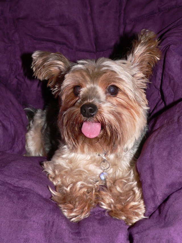 What Does It Mean When Yorkies Stick Out Their Tongue Cuteness