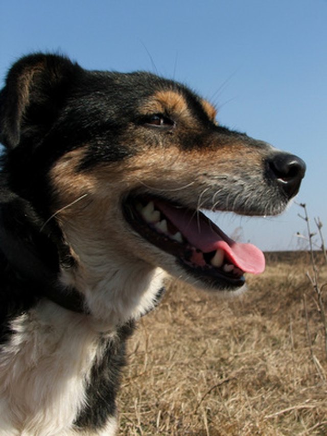 fast-growing-tumors-in-dogs-cuteness