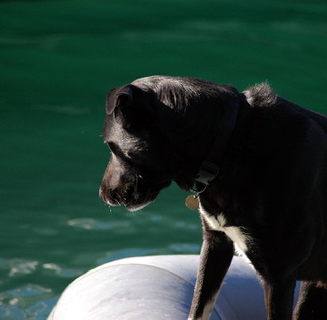 dog on boat