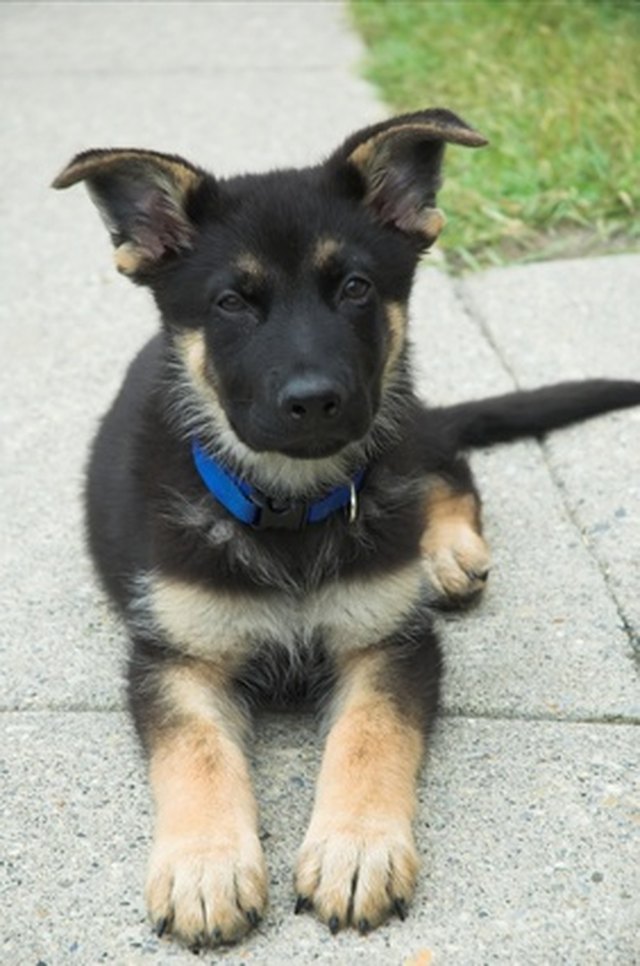 How to Train German Shepherd Puppy Cuteness