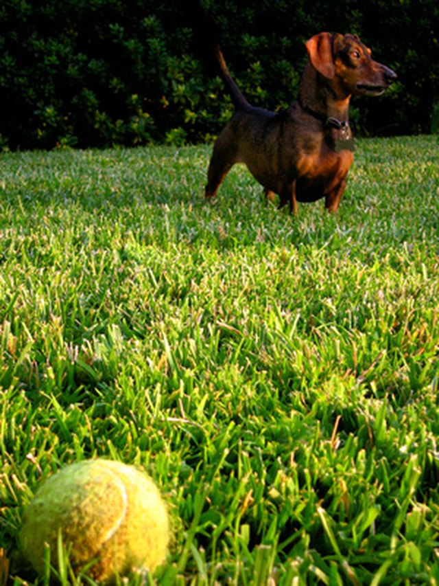 how-to-get-rid-of-hives-on-dogs-cuteness