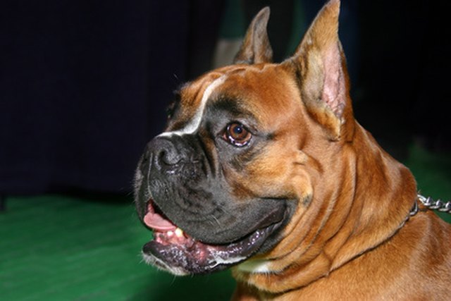 are male or female boxer dogs better