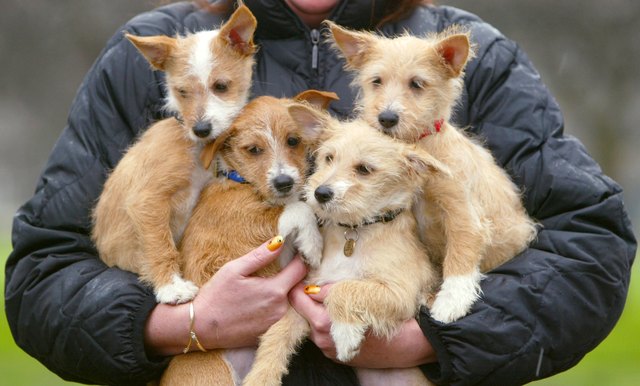 The Kennel Club Launches Crufts, The World Biggest Dog Show