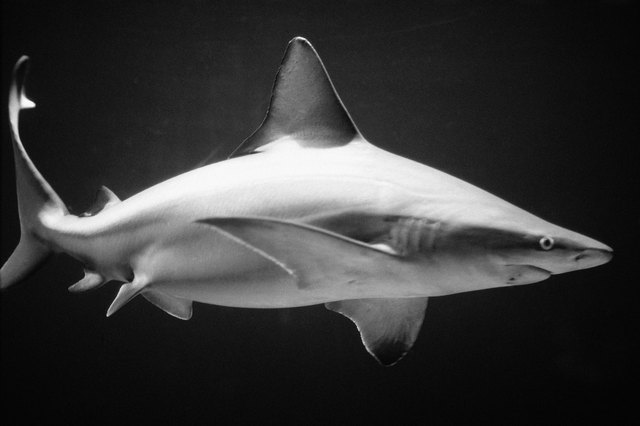 Shark