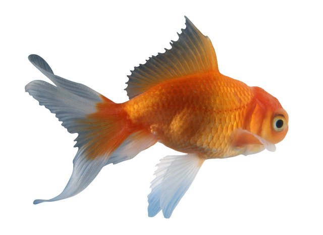 Goldfish, side view