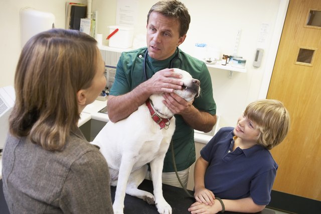 Boy And Mother Taking Dog For Examination By Vet
