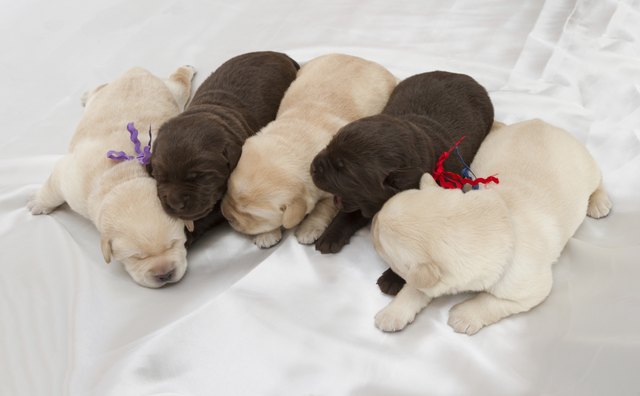 chocolate and yellow labrador retriever puppies